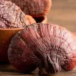 Reishi a dlouhověkost: Proč je v Asii symbolem vitality