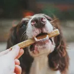 Кога и как се хранят домашните кучета?