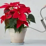 Как да поливате коледната звезда, за да ѝ се радвате по-дълго време?