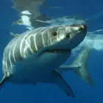 5 убийствено интересни факта за акулите