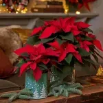 Твоята зимна муза: тайните на перфектната коледна звезда