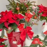 Коледната звезда като подарък! Защо пък не?!