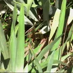 Optična iluzija: Lahko med zelenjem najdete skrito žabo?