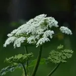 Ta rastlina, ki raste na vsakem travniku, je pravo darilo narave in lahko pomaga pri kopici težav