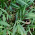 Optična iluzija, ki zmede večino: kobilica med listi