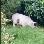 Optična iluzija: Katera žival je na sliki, stavimo, da ne boste ugotovili s prve