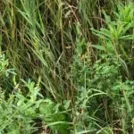 Optična iluzija: Na voljo imate 10 sekund, da najdete skrito kobilico