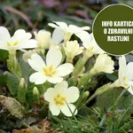 Trobentica: Rastlina z zdravilno močjo, ki jo nabiramo spomladi