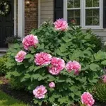 Cvet, ki naj bi varoval dom: Raste leta in prinaša srečo