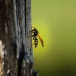 Sršeni bežijo pred tem vonjem: Trik, ki deluje že v nekaj minutah