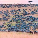 Optična uganka: Na fotografiji je ena zebra, jo lahko najdete?