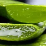 Aloe vera – čudežna rastlina, ki skriva številne koristi