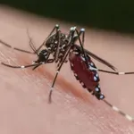 To stvar vsi mečemo v smeti, v resnici pa deluje kot naravni "odganjalec" komarjev