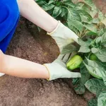 Svoje paprike zalivajte s tem naravnim gnojilom in vaši pridelki bodo "ponoreli": zapišite si recept, za katerega potrebujete le 3 stvari