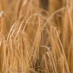 To poceni žito vas založi s kolagenom, gladi gube, krepi srce in kosti, obenem pa blagodejno vpliva na prebavo