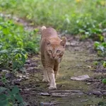 Kako preprečiti mačkam, da bi opravljale potrebo na vašem vrtu? To je preprosta in prijazna metoda, ki deluje