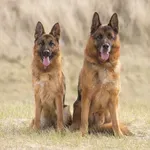 Stroški njihove oskrbe so nadpovprečni: to je 6 pasem psov, ki veljajo za "najdražje"