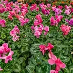 Za čudovit zimski balkon: s tem trikom bodo vaše ciklame cvetele kot nore