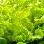Nutricionistka razkriva, kako bi v resnici morali oprati zeleno solato: ena napaka lahko povzroči prebavne težave