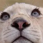 Je to najlepša žival na svetu? Videti je kot iz pravljice, še posebej pa očara ta detajl