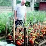 Můj děda mi prozradil tajemství bohaté sklizně rajčat: Tolik rajčat jsem ještě nikdy nesklidil!