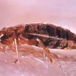 Možná ani nevíte, že číhají ve vašem pokoji. Udělejte to a zjistíte pravdu