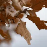 Zašto kažemo Badnjak i šta simbolizuje?