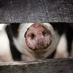 Afrička kuga svinja širi se Srbijom: Vanredna situacija proglašena u tri grada