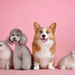 Na kućne ljubimce utrošili smo 19 milijardi dinara u 2025