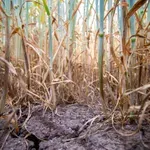 2025. godina bila je među tri najtoplije godine ikada zabeležene