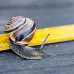 Zašto najveće AI kompanije traže da se razvoj veštačke inteligencije uspori?