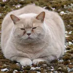 Sve više životinja dobija rak, dijabetes i druge “ljudske” bolesti