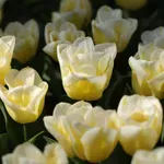 Cvećarstvo u Srbiji u uzlaznom trendu