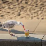 Kako zaštititi svoju hranu od grabežljivih galebova?