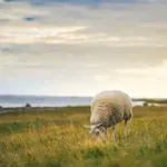 Nezakonito preoravanje pašnjaka pogubno za sektor agrara