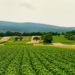 Triglav osiguranje na 93. međunarodnom poljoprivrednom sajmu: Sigurnost za ono što se stvara generacijama
