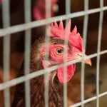 EU priprema postepeno ukidanje uzgoja koka nosilja u kavezima - Biznis i Finansije