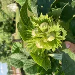 Treesury proglasio drugu javnu ponudu uspešnom i time širi investicionu zajednicu na tri kontinenta