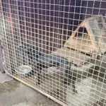 Akcija Sambo: Policija razotkrila mrežu borbi pasa i u Brodu