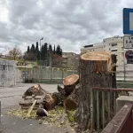 Mostar ostao bez još jednog stabla...