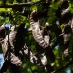 Kakao će u industriji zamijeniti biljka koja raste i u Hercegovini