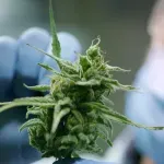 Odlukom Vijeća ministara: Veliki korak do legalizacije kanabisa u medicinske svrhe