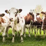 Poljoprivrednici dočekali isplatu: novac za mlijeko i ruralni razvoj pušten u promet