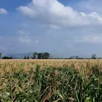 Poljoprivreda: Svega smo proizveli manje!