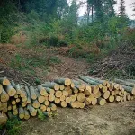 HNŽ i dalje bez Zakona o šumama, šteta se mjeri u milijardama