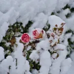 Ovaj jednostavan dodatak može zaštititi ruže od snijega, tvrde vrtlari