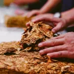 Hercegovina dobiva tvornicu za proizvodnju cigareta