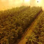 Istraga o plantaži marihuane u Bijeljini: Suvlasnik povezan s Dodikom