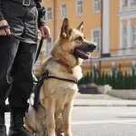 U Mercedesu pronađeno 5,72 kg kokaina