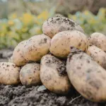 VIDEO | Vodič korak po korak za sadnju krumpira za početnike